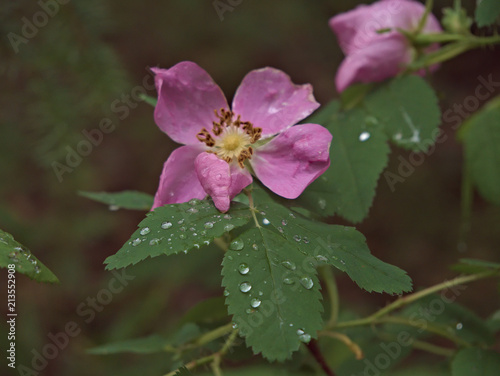 Raindrops on Flower