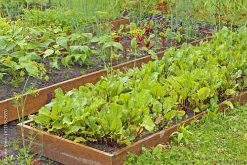 Vegetable garden in summer. Herbs and vegetables in backyard. Eco friendly gardening
