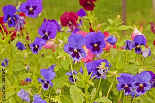 Colorful Pansy flower in a spring garden. he garden pansy is a type of large-flowered hybrid plant cultivated as a garden flower. Some of these hybrids are referred to as "Viola × wittrockiana"