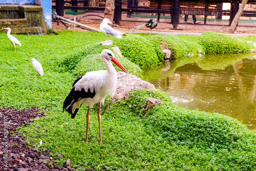 White stork and other birds in the zoo area. Selective focus, copy space. photo