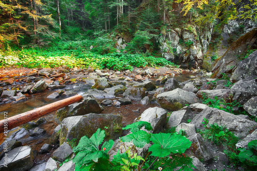 River in the forest. Beautiful natural landscape in the summer time River in the forest. Beautiful natural landscape in the summer time