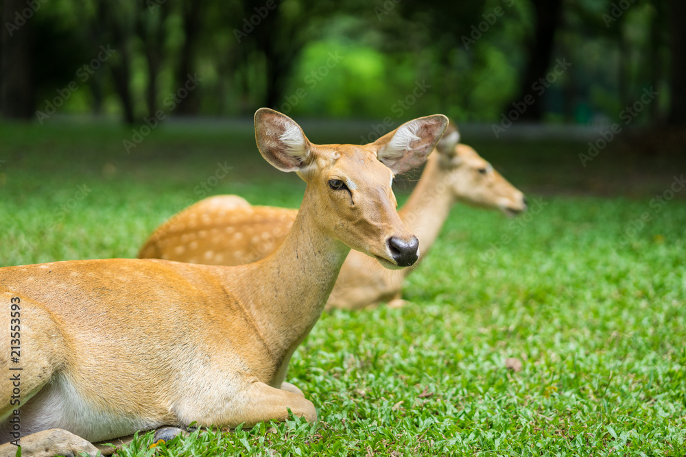 close up antelope lying in the zoo close up antelope lying in the zoo