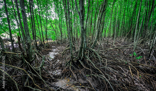 mangrove roots on the water