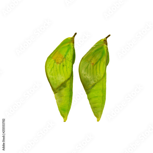 Two green pupae of the white angled-sulphur butterfly, Anteos clorinde, isolated on white background. Pupae is a stage between caterpillars and butterflies. Side view. Forming butterfly wings are seen photo