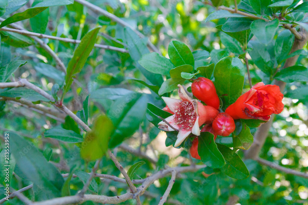 Pomegranate begins to ripen in summer in the garden Pomegranate begins to ripen in summer in the garden