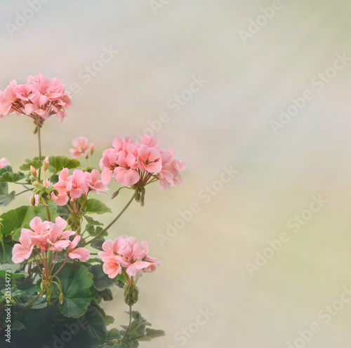 Fototapeta Naklejka Na Ścianę i Meble -  Flowering pelargonium for summer background