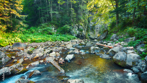 River in the forest. Beautiful natural landscape in the summer time