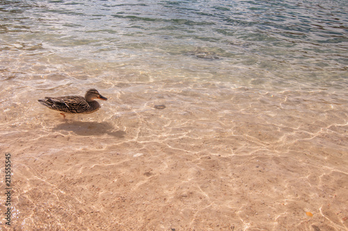 Patos en el agua photo