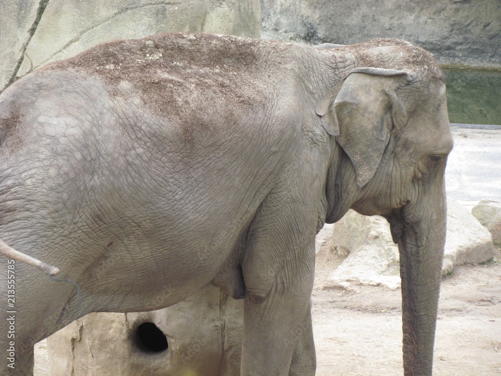 Naklejka premium Elefant