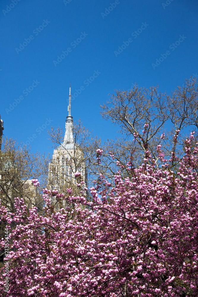 madison square park, blooming trees