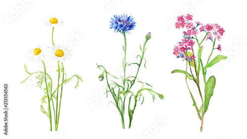 watercolor illustration of wildflowers, chamomile and cornflower, delicate isolated drawing from the hands of meadow plants