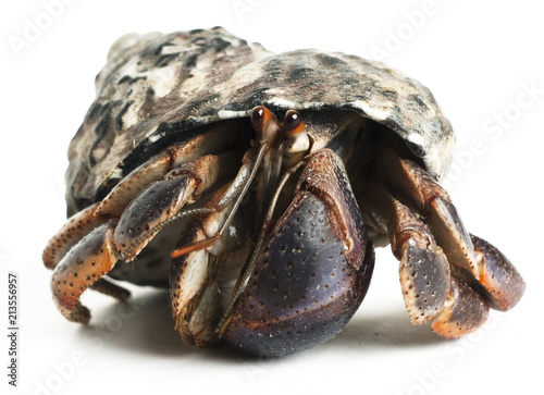 Hermit crab waling crawing on white background, with adopted rough textured shell.  photo