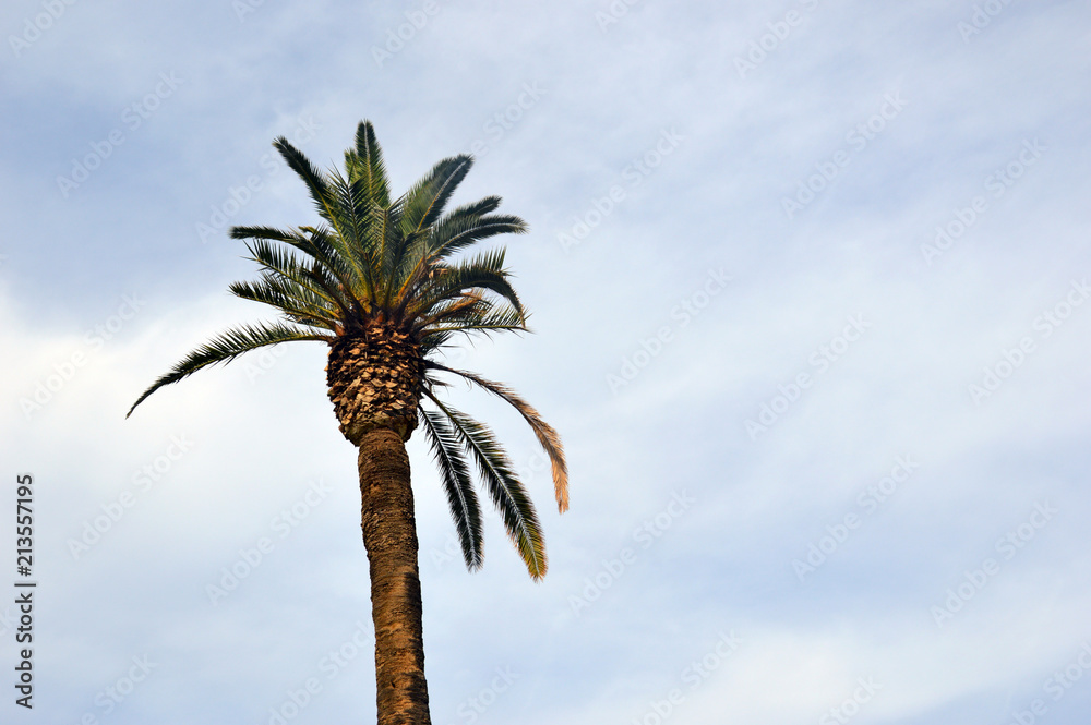 palm trees palm trees