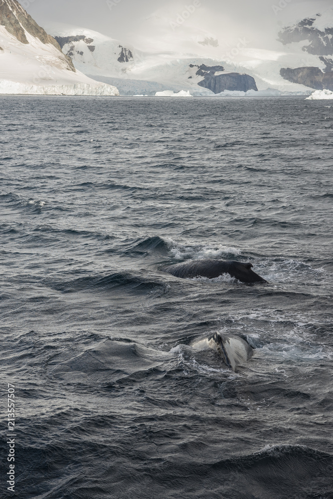 Fototapeta premium Humpbacks in Antarctica [DSLR 2043]