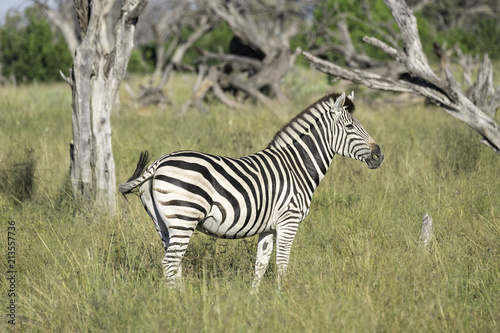 A zebra stands in the tall grassess of the Botswana savanna photo