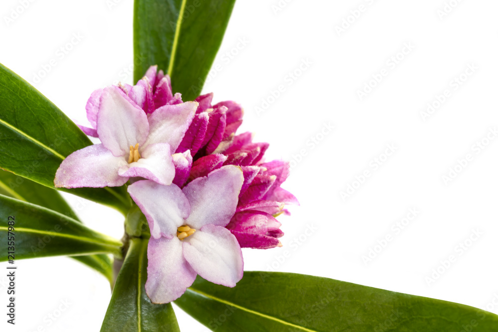 Daphne Flower Isolated on White Stock Photo | Adobe Stock