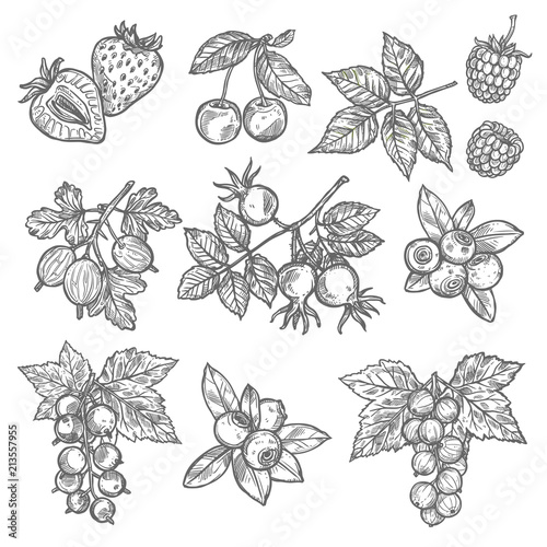 Sketches of garden and wild berries