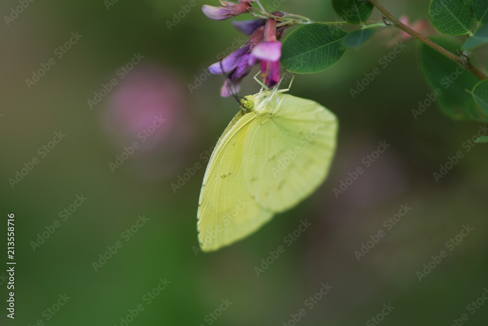 Yellow butterfly / Common grass yellow Yellow butterfly / Common grass yellow