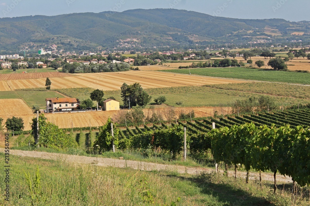 Fototapeta premium Viñetos en el atardecer