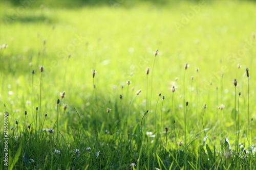 sunlit grass summer background