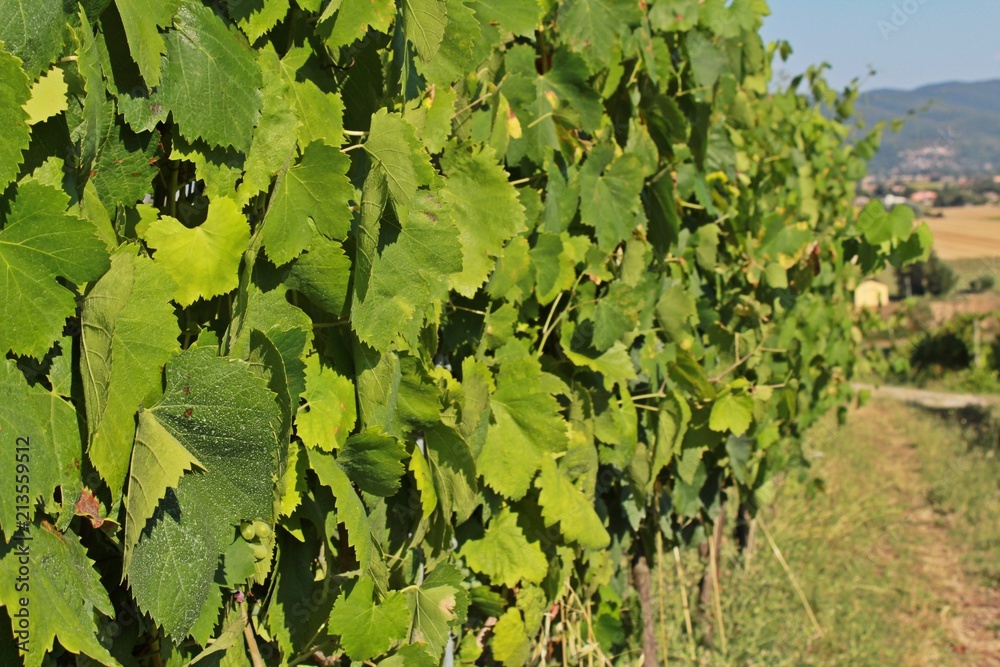 Plantas de uvas verdes