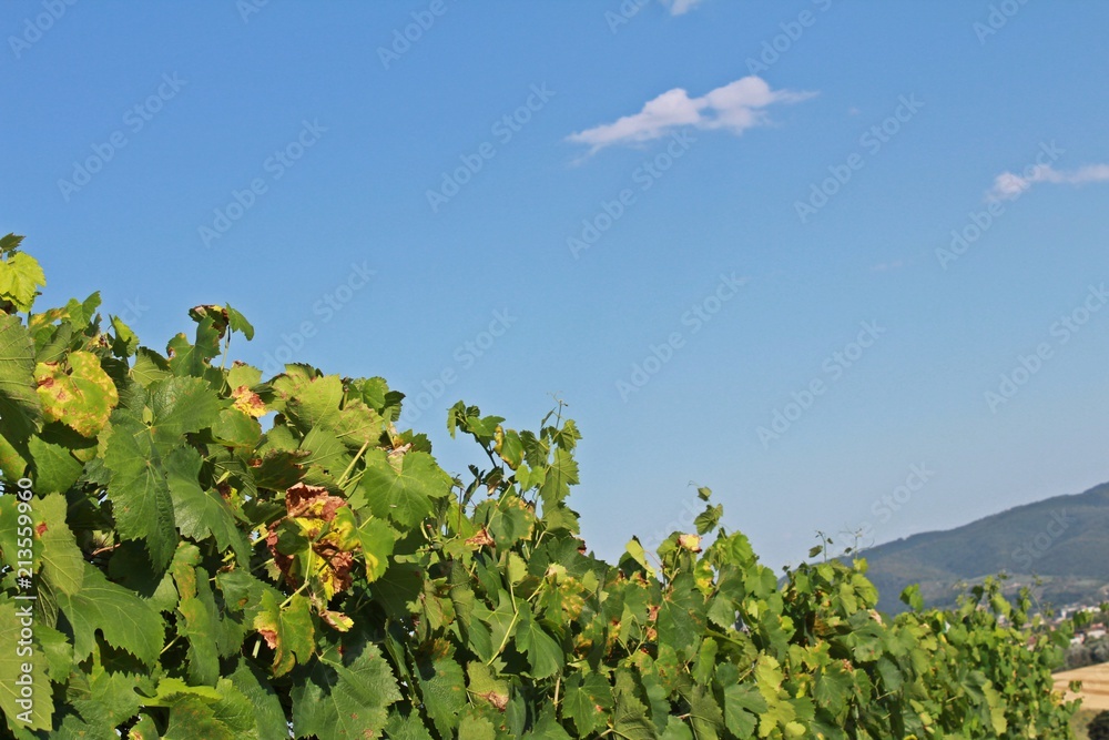 Fototapeta premium Viñetos en el atardecer