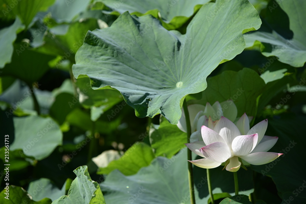 Obraz premium ハスの花が咲くとき