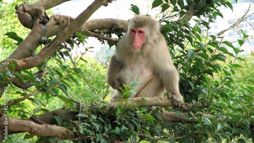 Japanese Snow Monkey