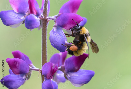 Sonoran bumblebee collecting pollen from lupine flower photo