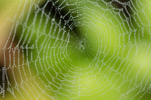 Spider webs close up background in nature