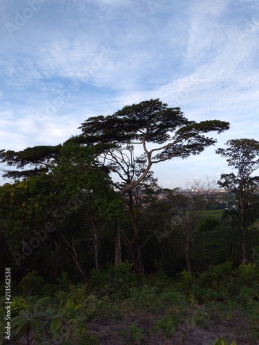 tree on the hill