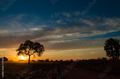 Silhouette of tree against the sunset.