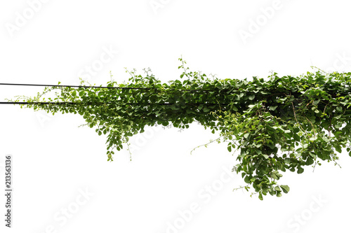 Plants ivy. Vines on poles on white background