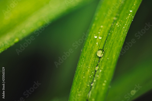 Natural vivid shiny green grass with dew drops close-up with copy space. Pure, pleasant, rich greenery with rain drops in macro. Background from green textured plants in rainy weather. Imperfect.