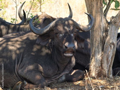 Canvastavla buffalo ruminating in tree shade