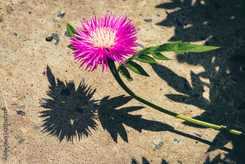 Beautiful pink cornflower with rich green leaves grows above sidewalk in sunny day with black shadow close up. Magenta flower of knapweed in sunlight with copy space. Centaurea dealbata in macro. photo