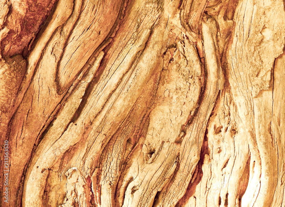Fototapeta premium Swirly Tree Bark