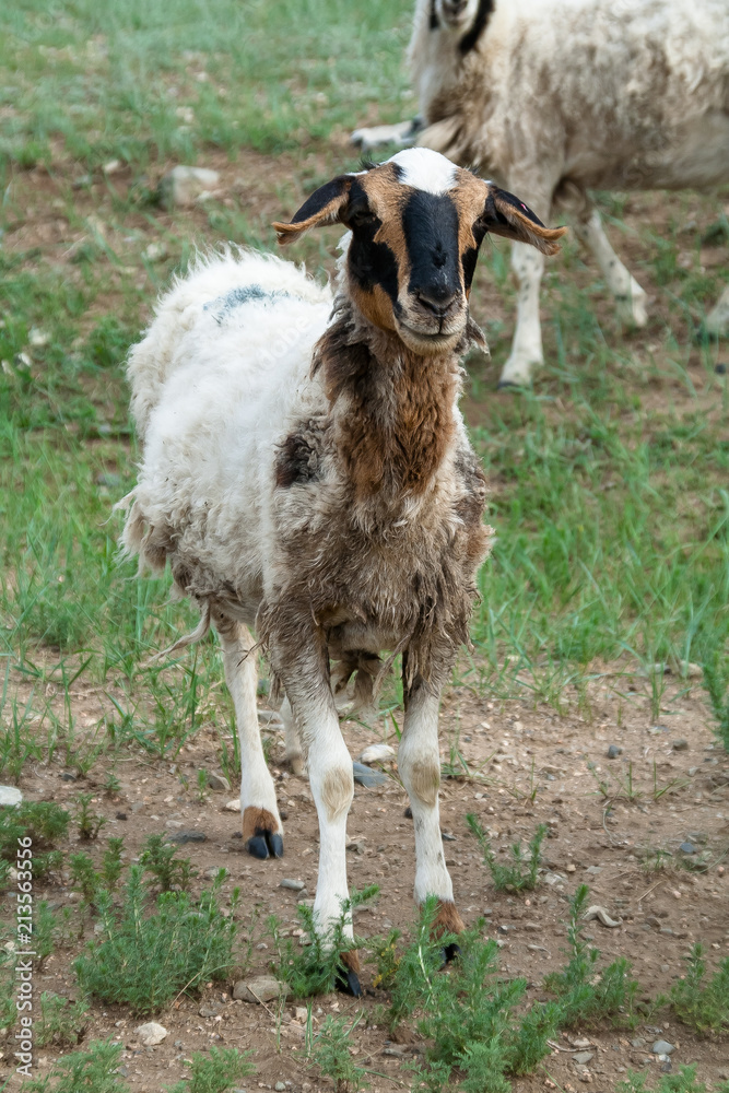 Obraz premium Goat pasture Mongolia