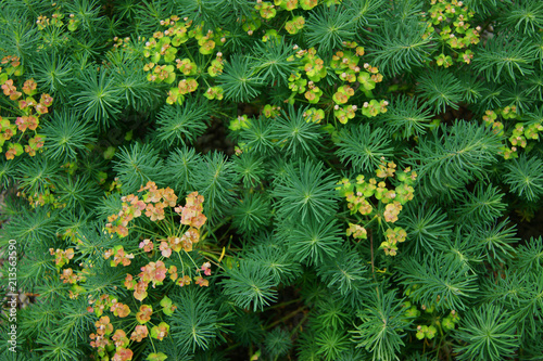 Green herb background © santa43