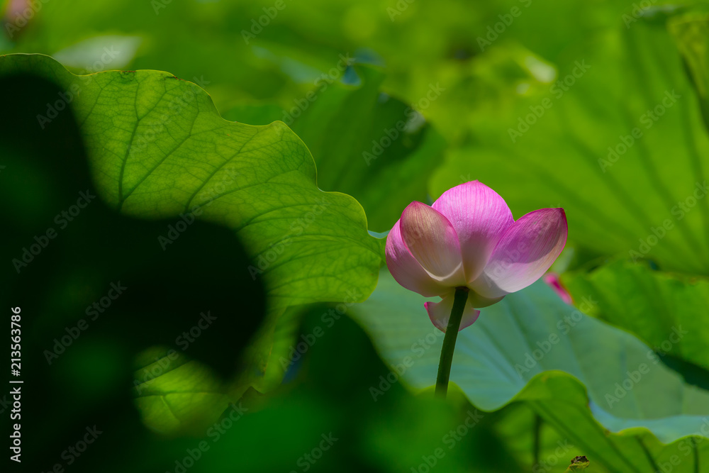 Lotus Flower.Background is the lotus leaf.Shooting location is Yokohama, Kanagawa Prefecture Japan.