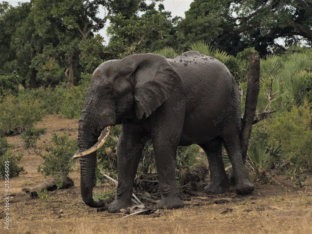 muddy elephant rubbing on post