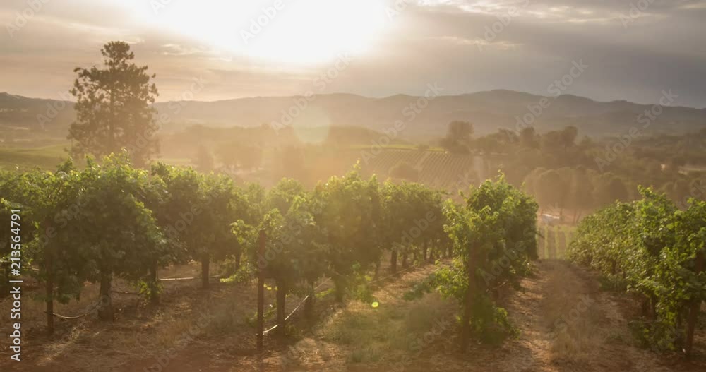 Morning Sunrise over Scenic California Vineyard. Morning Sunrise over Scenic California Vineyard.