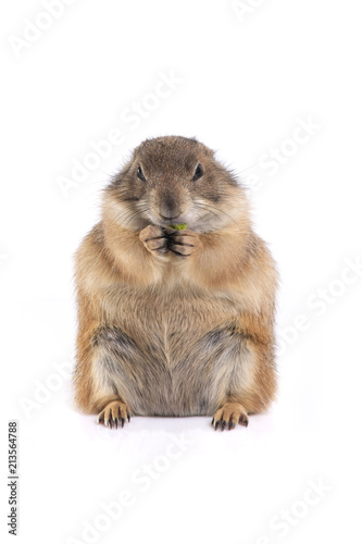 Little cute prairie dog sitting and enjoy eating. © pandpstock001