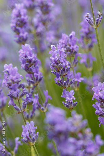 Several lavendar flowers.