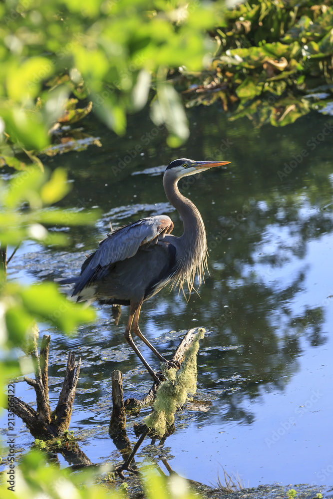 Fototapeta premium Heron in wetlands area on a log.