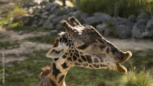 Canvas Print Giraffe Kissy Face