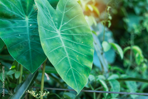 Lotus leaf at the sunlight.