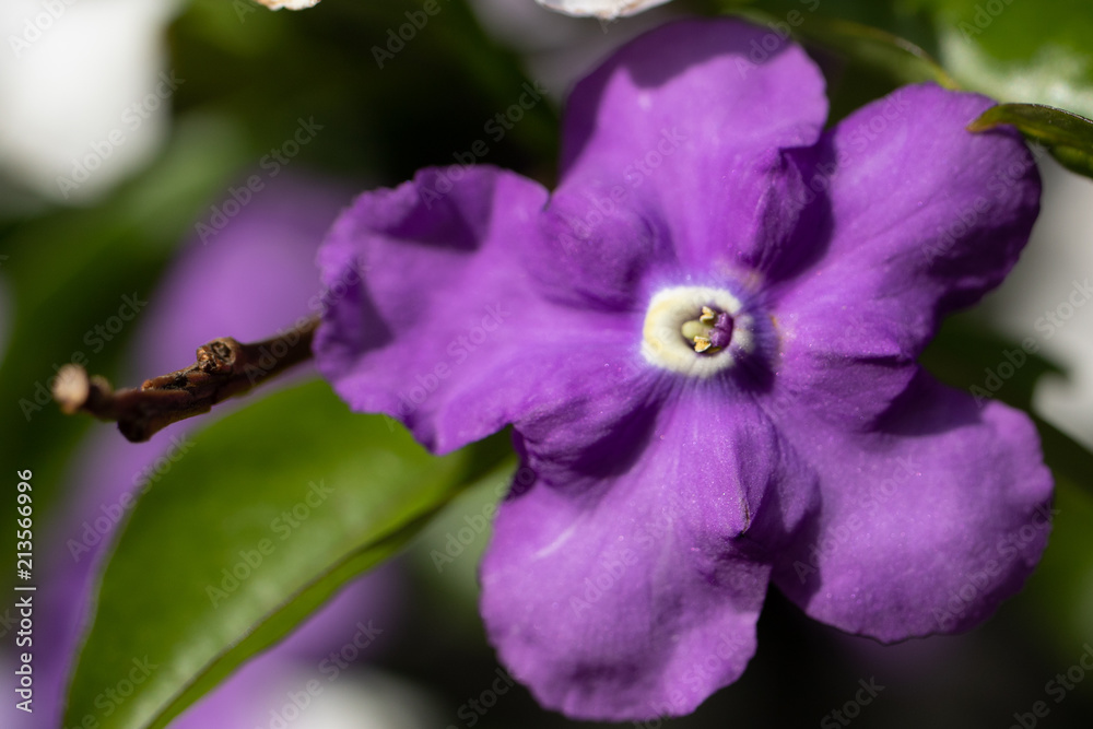 Obraz premium purple flower