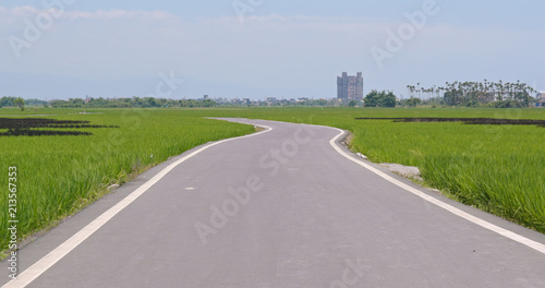 Road between paddy rice field