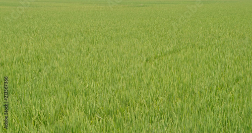 Paddy rice field